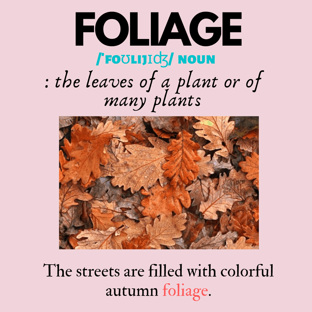 You are currently viewing <a>Word of the Day: FOLIAGE</a>